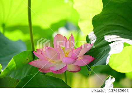 清らかに咲くハスの花 清らかに咲くハスの花 137385602