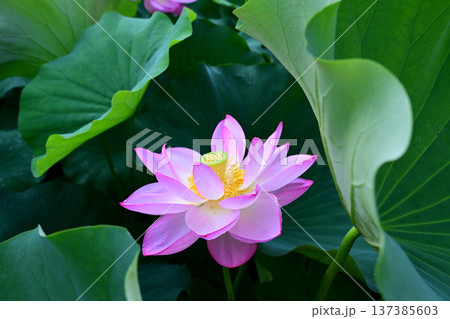 清らかに咲くハスの花 137385603