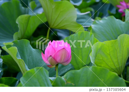 清らかに咲くハスの花 137385604