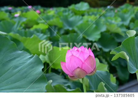 清らかに咲くハスの花 清らかに咲くハスの花 137385605