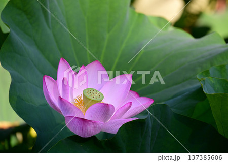 清らかに咲くはすの花 137385606