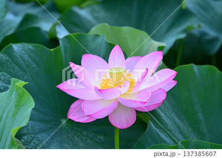 清らかに咲くはすの花 清らかに咲くはすの花 137385607