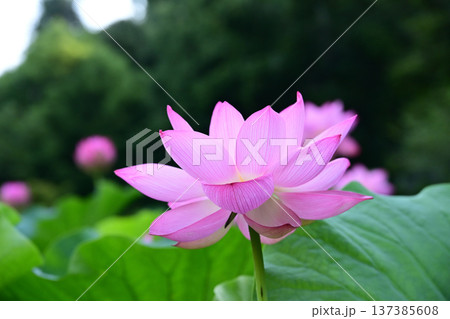 清らかに咲くはすの花 清らかに咲くはすの花 137385608