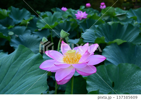 清らかに咲くハスの花 137385609