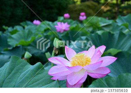 清らかに咲くハスの花 137385610