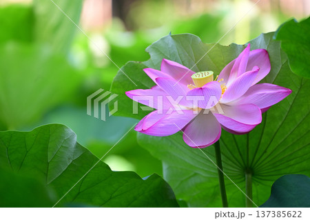 清らかに咲くハスの花 137385622