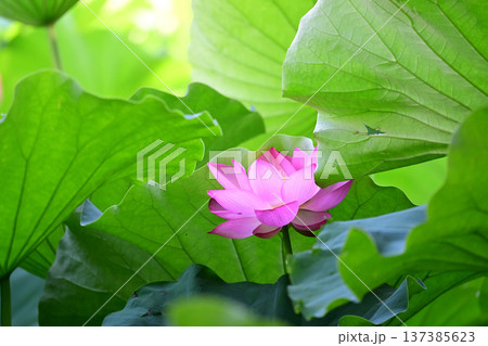 清らかに咲くハスの花 137385623