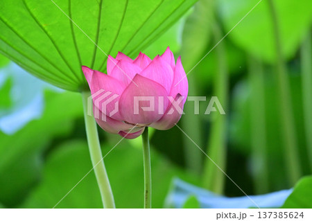 清らかに咲くはすの花 清らかに咲くはすの花 137385624