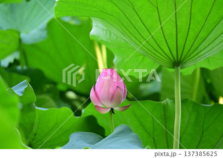 清らかに咲くハスの花 清らかに咲くハスの花 137385625