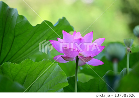 清らかに咲くハスの花 清らかに咲くハスの花 137385626