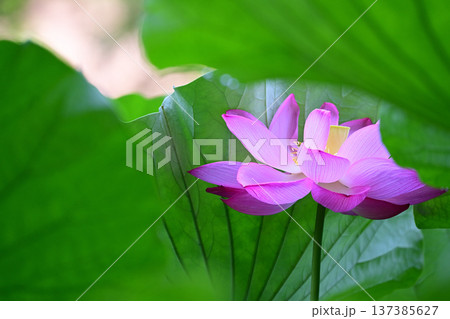 清らかに咲くはすの花 清らかに咲くはすの花 137385627