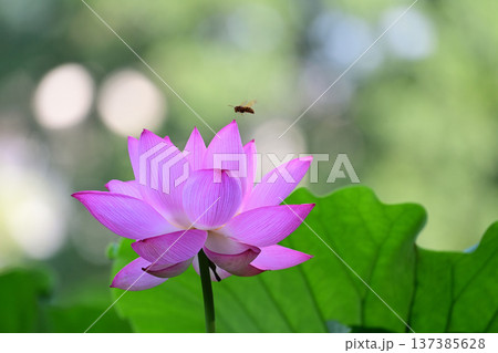 清らかに咲くはすの花 清らかに咲くはすの花 137385628
