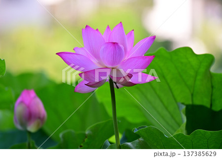 清らかに咲くはすの花 清らかに咲くはすの花 137385629