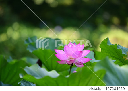 清らかに咲くはすの花 清らかに咲くはすの花 137385630