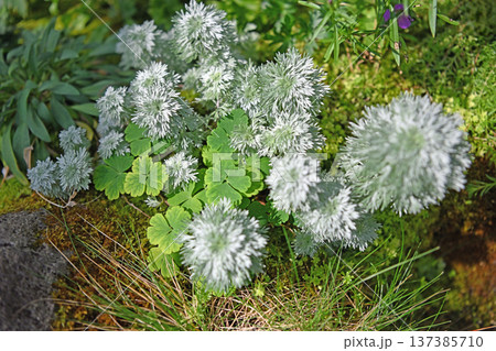 銀白色の葉が美しい高山植物アサギリソウ 銀白色の葉が美しい高山植物アサギリソウ 137385710