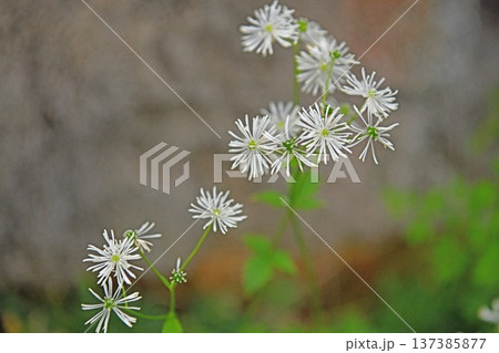 線香花火のような白い花を咲かせる高山植物モミジカラマツ 137385877