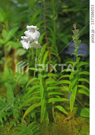 淡い桃色と白のグラデーションが美しいペンステモン・アップルブロッサム 137386053