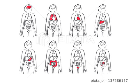 Internal Organs Sketch 137386157
