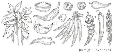 Hand-drawn collection made of chili pepper plant, chili powder, bundle of peppers, seeds and sliced chili pepper graphic sketch Hand-drawn collection made of chili pepper plant, chili powder, bundle of peppers, seeds and sliced chili pepper graphic sketch 137386523
