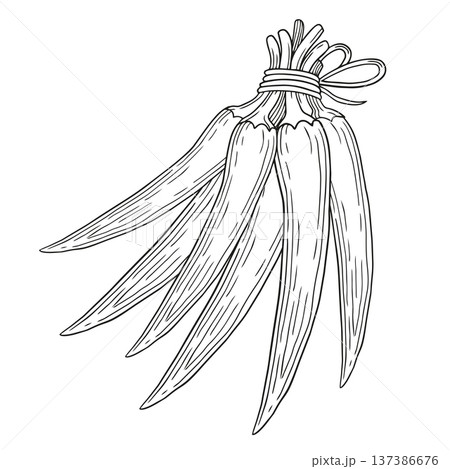 Hand-drawn bundle of fresh chili peppers with a rope and a bow in graphic sketch detailed style isolated on white background 137386676