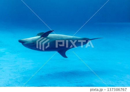 水中を逆さまに泳ぐイルカ 水中を逆さまに泳ぐイルカ 137386767