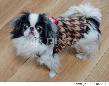 かわいい狆（Japanese Chin） 室内でくつろぐ小型犬のポートレート 137387093