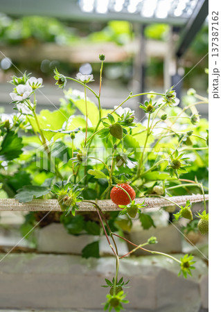 Strawberry cultivation in greenhouse. Mini-farm for growing Fragaria indoors in artificial soil.  137387162