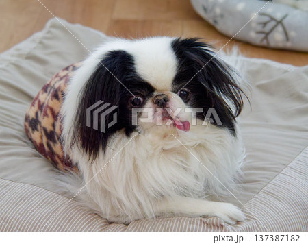 かわいい狆(Japanese Chin) 舌を出した愛らしい小型犬のポートレート かわいい狆(Japanese Chin) 舌を出した愛らしい小型犬のポートレート 137387182