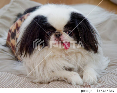 かわいい狆(Japanese Chin) 舌を出した愛らしい小型犬のポートレート かわいい狆(Japanese Chin) 舌を出した愛らしい小型犬のポートレート 137387183