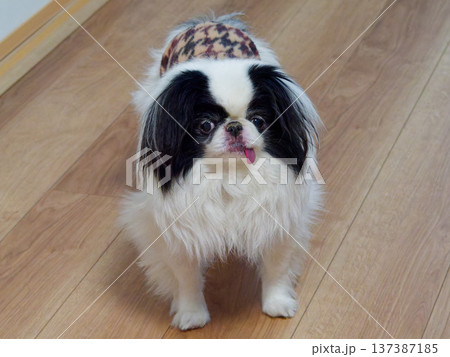 かわいい狆（Japanese Chin） 舌を出した愛らしい小型犬のポートレート 137387185