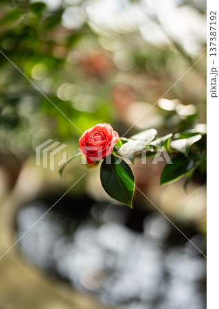 Blooming pink camellia flower in greenhouse. Flowering Camellia japonica bushes in glasshouse 137387192