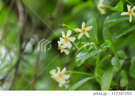 初夏の森に咲くテイカカズラの白い花 初夏の森に咲くテイカカズラの白い花 137387208