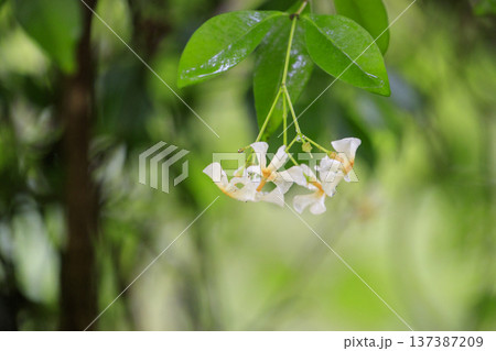 初夏の森に咲くテイカカズラの白い花 初夏の森に咲くテイカカズラの白い花 137387209