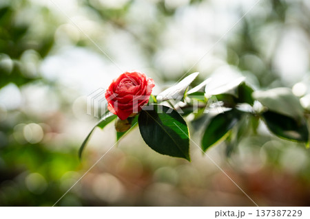 Blooming pink camellia flower in greenhouse. Flowering Camellia japonica bushes in glasshouse Blooming pink camellia flower in greenhouse. Flowering Camellia japonica bushes in glasshouse 137387229