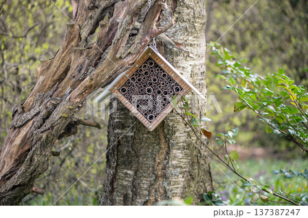 Bamboo stick insect house on tree in garden park. Homemade bug refuge, pollinator eco habitat 137387247