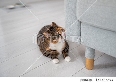 Cat rubbing muzzle against sofa corner, spraying scent from special glands with hormones. Pet life 137387253