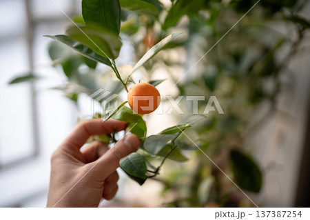 Man hands harvesting first crop of homegrown mandarins, person cultivated citrus potted tree at home 137387254