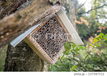 Bamboo stick insect house on tree in garden park. Homemade bug refuge, pollinator eco habitat 137387312