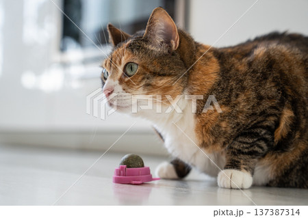 Curious Calico cat with catnip ball toy, examinees herbal treat, healthy toy for home pets. Curious Calico cat with catnip ball toy, examinees herbal treat, healthy toy for home pets. 137387314