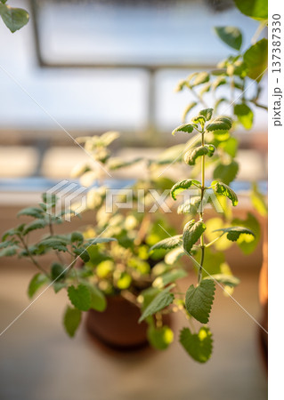Homegrown Melissa plant in pot, closeup. Growing aromatic lemon balm herbs on windowsill at home. 137387330