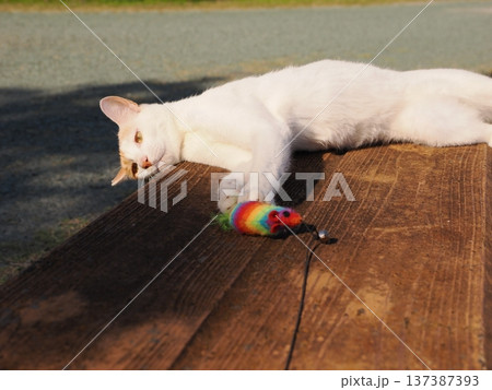 公園で遊ぶ猫 137387393