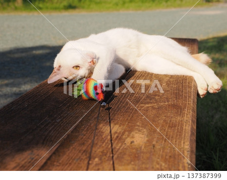 公園で遊ぶ猫 公園で遊ぶ猫 137387399