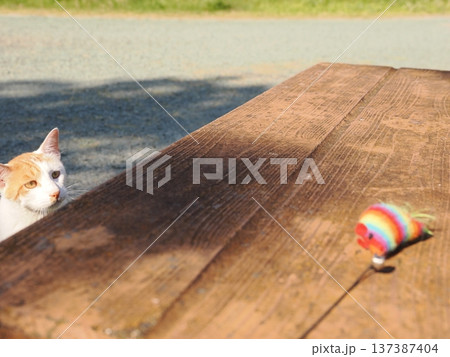 公園で遊ぶ猫 公園で遊ぶ猫 137387404