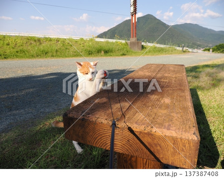 公園で遊ぶ猫 137387408