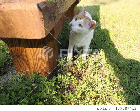 公園で遊ぶ猫 公園で遊ぶ猫 137387413