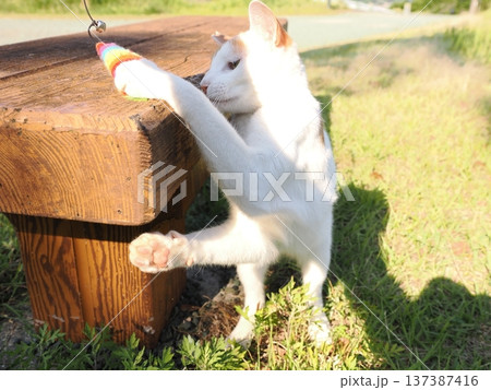 公園で遊ぶ猫 公園で遊ぶ猫 137387416