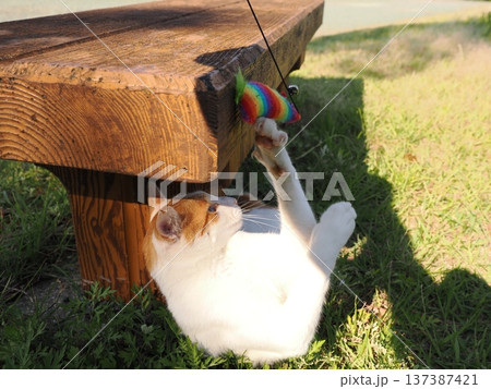 公園で遊ぶ猫 公園で遊ぶ猫 137387421