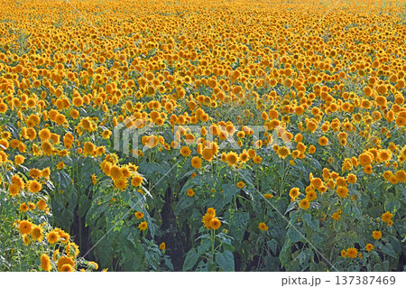 画面いっぱいに咲き誇る黄金色の八重ひまわり畑 137387469