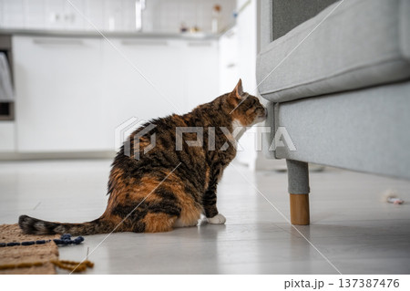 Calico cat sniffs sofa in new apartment, marking her feline territory. Pet life and behavior.  137387476