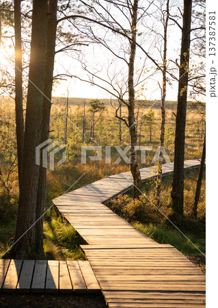 Wooden ecological trail pathway lies through autumn pine forest wetland in natural park at sunset. 137387581